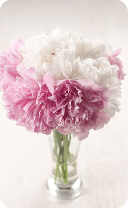 12th year anniversary appropriate flower peonies 12th year anniversary appropriate flower peonies image
