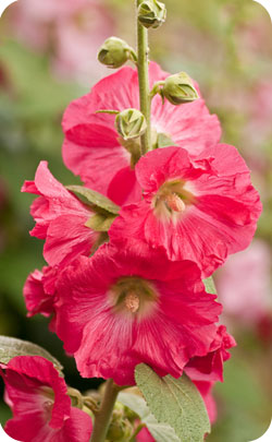 13th year anniversary appropriate flower - hollyhoch 13th year anniversary appropriate flower hollyhoch image