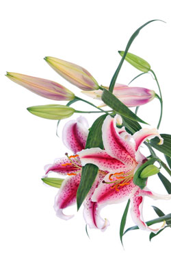 20th year appropriate flower - day lily 20th year appropriate flower day lily image