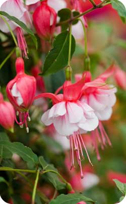 3rd year anniversary flower is Fushia 3rd year anniversary flower is Fushia