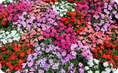 Geranium 4th year flower Geranium 4th year anniversary flower