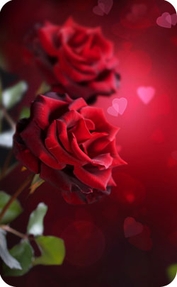 19th year anniversary flower 19th year anniversary appropriate flower image