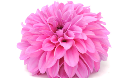 dahlia 14 years flower 14 year anniversary flower