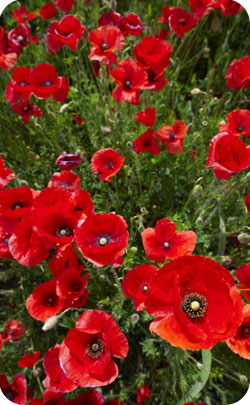 9th year appropriate flower poppies image