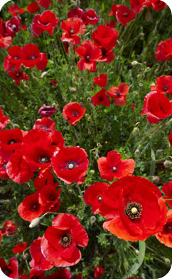 9th year appropriate flower - poppies 9th year appropriate flower poppies image