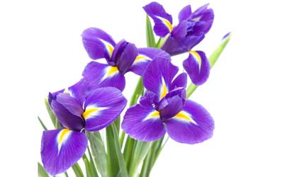 iris flowers appropriate for 25 years 25th anniversary flowers - iris image