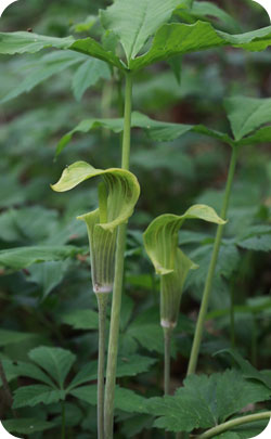 7th year appriopriate flower - jack-in-the-pulpit image