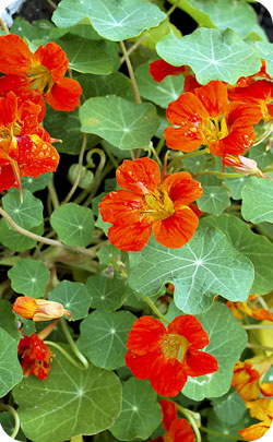 Nasturtium flowers being the appropriate flower for the Ruby Wedding